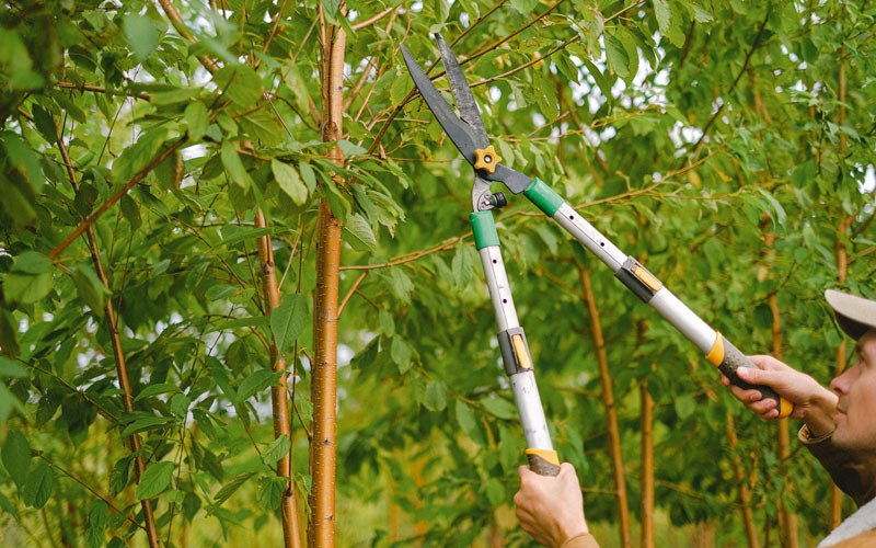 Tree trimming in Bladenboro, NC